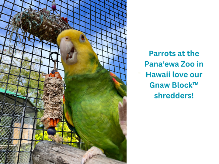 GANGLY JANGLY™ refillable stainless steel bird toy platform pre-loaded with crunchy and chewy palm leaf shredders | Medium