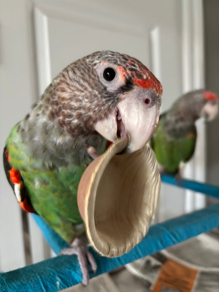 PALM LEAF CUPS for pole refills and making bird toys! | Round Small | Natural bird toy parts