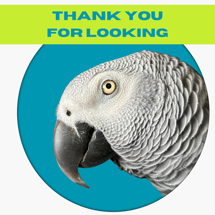 Small JANGLY POLE™ stainless steel parrot toy base loaded with natural palm leaf shredder